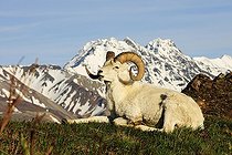 Dall Sheep (Ovis dalli dalli) in the Arctic tundra in front of the Alaska Range, Denali National Park, Alaska, United States, North America