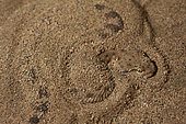 Arabian horned viper (Cerastes gasperettii) on the lookout in the sand, Saudi Arabia