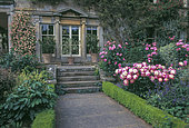 Kiftsgate Court, Rose 'Kiftsgate' (Rosa filipes 'Kiftsgate'), the largest rose bush in England, Chipping Campden, Gloucestershire, England