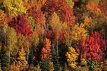 Trees in striking autumn colors, Ontario, Canada, North America