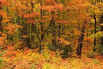 Deciduous forest in autumn colours, Indian Summer, Algonquin Provincial Park, Ontario Province, Canada, North America