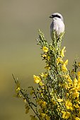 Woodchat Shrike (Lanius collurio) on a branch, Guadarrama National Park, Spain