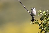 Woodchat Shrike (Lanius collurio) on a branch, Guadarrama National Park, Spain