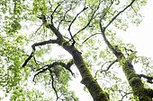 English oak (Quercus robur), Sierra Madrona Natural Park, Ciudad real, Spain
