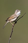 Common Whitethroat (Sylvia communis) on a branch, Guadarrama National Park, Spain