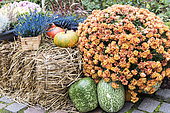 Chrysanthemums and squash in a garden in autumn, Germany