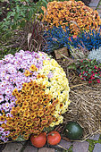 Chrysanthemums and pumpkins in a garden in autumn, Germany