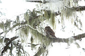 Pygmy Owl (Glaucidium passerinum) backlit, resting on a branch covered with lichens in a snowy coniferous forest of Haute-Savoie, Alps, France