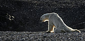 Skinny and exhausted Polar bear (Ursus maritimus) on the shore, Spitzbergen, Norway, August 2016