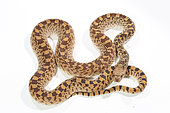 Gopher snake (Pituophis catenifer) on white background