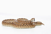 Gopher snake (Pituophis catenifer) on white background