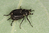 Cétoine punaise (Valgus hemipterus) femelle, Evere, Belgique