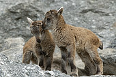 Alpine ibex (Capra ibex), two young, Alpine Zoo of Innsbruck, Tyrol, Austria, Europe