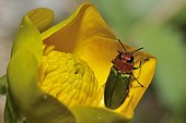 Jewel beetle (Anthaxia nitidula) female on a flower of buttercup, Ardèche, France