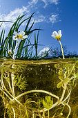 Water buttercup (Ranunculus aquatilis) flowers on the water surface, National Natural Reserve of the Bagnas, France