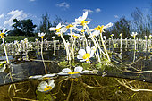 Water buttercup (Ranunculus aquatilis) flowers on the water surface, National Natural Reserve of the Bagnas, France