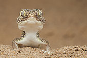 Portrait of Middle Eastern short-fingered gecko (Stenodactylus doriae), Dezfoul, Iran