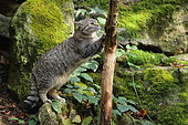 Wild Cat(Felis silvestris) sharping its claws on a tree, Bayerischer Wald, Germany
