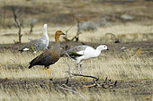 Magellan goose (Chloephaga picta), Couple on ground, dark female, light male, Tierra del Fuego, Argentina
