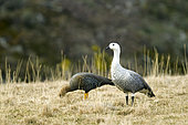 Magellan goose (Chloephaga picta), Couple on ground, dark female, light male, Tierra del Fuego, Argentina