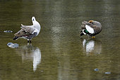 Magellan goose (Chloephaga picta), Couple in water, dark female, light male, Tierra del Fuego, Argentina