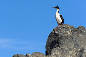 King Shag (Phalacrocorax atriceps) on a rock, Island in the Beagle Channel, Tierra del Fuego, Argentina
