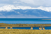 Guanaco (Lama guanicoe) in front of Lago Argentino, patagonia, Argentina