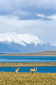 Guanaco (Lama guanicoe) in front of Lago Argentino, patagonia, Argentina
