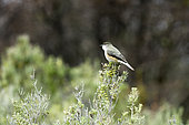 Fire-eyed Diucon (Xolmis pyrope), Tierra del Fuego National Park, Argentina