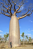 Man in front of the trunk of a Baobab (Adansonia grandidieri), Dry forest, Madagascar