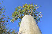 Madagascar Palm (Pachypodium geayi), Toliara region, Southwestern Madagascar