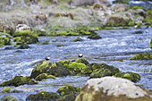 White-throated Dipper (Cinclus cinclus) on rock in Doubs river, Mouthe, Doubs, Franche-Comté, France