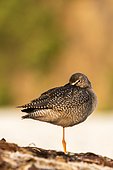 Spotted redshank (Tringa erythropus) resting, Costa Da Morte, Galicia