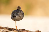 Spotted redshank (Tringa erythropus) resting, Costa Da Morte, Galicia