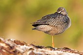 Spotted redshank (Tringa erythropus) resting, Costa Da Morte, Galicia