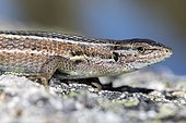 Large Psammodromus (Psammodromus algirus) female on rock, Guadarrama National Park, Spain