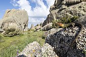 Large Psammodromus (Psammodromus algirus) male on rock, Guadarrama National Park, Spain