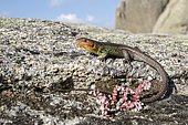 Large Psammodromus (Psammodromus algirus) male on rock, Guadarrama National Park, Spain