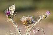Esper's White (Melanargia russiae) on Thistle, Guadarrama National Park, Spain