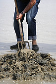 Harvesting of lug worms for fishing, Bretagne, France