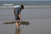 Harvesting of lug worms for fishing, Bretagne, France