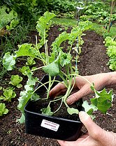 Transplanting of Seedling of cabbage kale 'Winterbor' in a kitchen garden