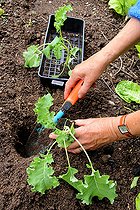 Transplanting of Seedling of cabbage kale 'Winterbor' in a kitchen garden