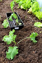 Transplanting of Seedling of cabbage kale 'Winterbor' in a kitchen garden
