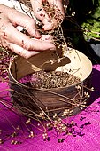 Coriander seeds harvest