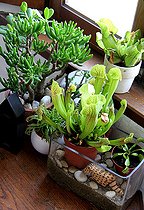 Ambiance of carnivorous plants in pot