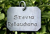Aromatique Stevia rebaidiana, substitut de la saccharose et du sucre.