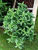 Plant de l'aromatique Stevia rebaidiana, substitut de la saccharose et du sucre.