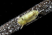 Isopod (Isopoda sp) on a leaf of Eelgrass (Zostera sp), Etang de Thau, Bouzigues, Hérault, Occitania, France