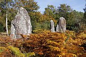 Alignment of straight stones in the Landes de Monteneuf Regional Nature Reserve, Brittany, France